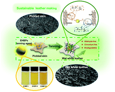 Graphical abstract: Development of hyperbranched poly-(amine-ester) based aldehyde/chrome-free tanning agents for sustainable leather resource recycling