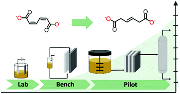 Graphical abstract: Electrochemical hydrogenation of bioprivileged cis,cis-muconic acid to trans-3-hexenedioic acid: from lab synthesis to bench-scale production and beyond
