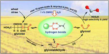 Graphical abstract: Practical DMSO-promoted selective hydrolysis–oxidation of lignocellulosic biomass to formic acid attributed to hydrogen bonds