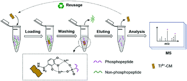 Graphical abstract: Free-standing lamellar 3D architectures assembled from chitosan as a reusable titanium-immobilized affinity membrane for efficiently capturing phosphopeptides