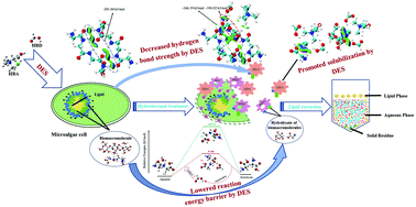 Graphical abstract: Disintegration of wet microalgae biomass with deep-eutectic-solvent-assisted hydrothermal treatment for sustainable lipid extraction