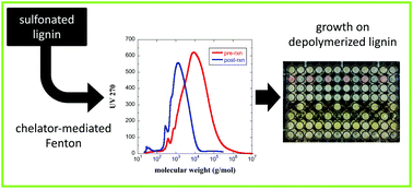 Graphical abstract: Depolymerization of lignin for biological conversion through sulfonation and a chelator-mediated Fenton reaction