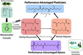 Graphical abstract: Bioconversion of wastewater-derived cresols to methyl muconic acids for use in performance-advantaged bioproducts