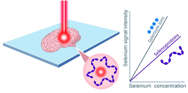 Graphical abstract: Investigating the effect of species-specific calibration on the quantitative imaging of iron at mg kg−1 and selenium at μg kg−1 in tissue using laser ablation with ICP-QQQ-MS
