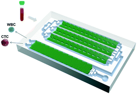 Graphical abstract: Cascaded filter deterministic lateral displacement microchips for isolation and molecular analysis of circulating tumor cells and fusion cells