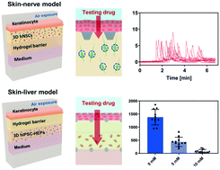 Graphical abstract: Hybrid skin chips for toxicological evaluation of chemical drugs and cosmetic compounds