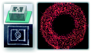 Graphical abstract: Low-cost rapid prototyping and assembly of an open microfluidic device for a 3D vascularized organ-on-a-chip