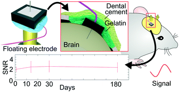 Graphical abstract: A floating 5 μm-diameter needle electrode on the tissue for damage-reduced chronic neuronal recording in mice