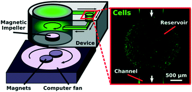 Graphical abstract: Microscale impeller pump for recirculating flow in organs-on-chip and microreactors