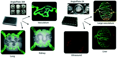 Graphical abstract: Subtractive manufacturing with swelling induced stochastic folding of sacrificial materials for fabricating complex perfusable tissues in multi-well plates