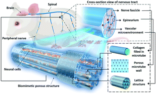 Graphical abstract: Bio-inspired engineering of a perfusion culture platform for guided three-dimensional nerve cell growth and differentiation