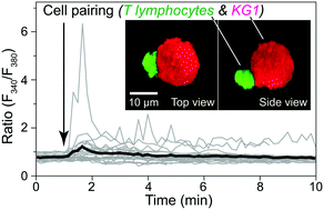 Graphical abstract: Pairing cells of different sizes in a microfluidic device for immunological synapse monitoring