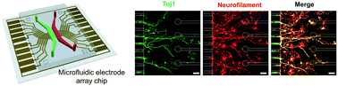 Graphical abstract: Microfluidic electrode array chip for electrical stimulation-mediated axonal regeneration