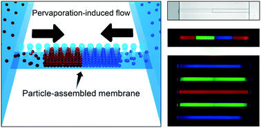 Graphical abstract: Pervaporation-assisted in situ formation of nanoporous microchannels with various material and structural properties