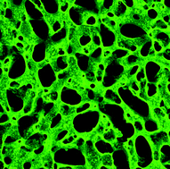 Graphical abstract: Rapid production of bicontinuous macroporous materials using intrinsically polymerizable bijels