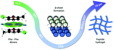 Graphical abstract: Towards the understanding of halogenation in peptide hydrogels: a quantum chemical approach