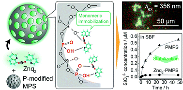 Graphical abstract: Fluorescence and biological stabilization of phosphorus-functionalized mesoporous silica nanospheres modified with a bis(8-hydroxyquinoline) zinc complex