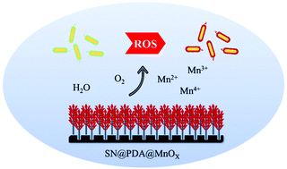 Graphical abstract: The chemodynamic antibacterial effect of MnOX nanosheet decorated silicon nanowire arrays