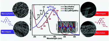 Graphical abstract: Self-assembly of Boc-p-nitro-l-phenylalanyl-p-nitro-l-phenylalanine and Boc-l-phenylalanyl-l-tyrosine in solution and into piezoelectric electrospun fibers
