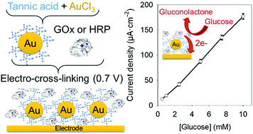 Graphical abstract: Nanohybrid biosensor based on mussel-inspired electro-cross-linking of tannic acid capped gold nanoparticles and enzymes