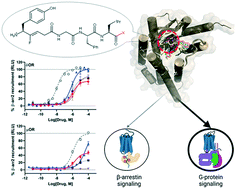 Graphical abstract: Modulating β-arrestin 2 recruitment at the δ- and μ-opioid receptors using peptidomimetic ligands