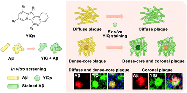 Graphical abstract: Anti-amyloidogenic indolizino[3,2-c]quinolines as imaging probes differentiating dense-core, diffuse, and coronal plaques of amyloid-β