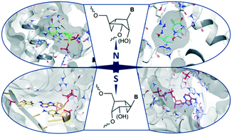 Graphical abstract: Expanding the repertoire of methanocarba nucleosides from purinergic signaling to diverse targets