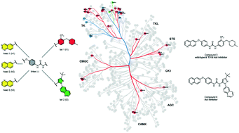 Graphical abstract: Insights into the modular design of kinase inhibitors and application to Abl and Axl