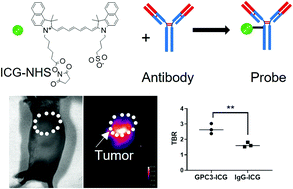 Graphical abstract: NIR-II imaging of hepatocellular carcinoma based on a humanized anti-GPC3 antibody