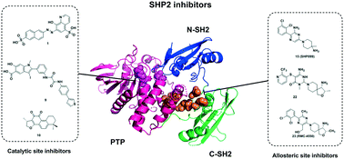 Graphical abstract: Recent advances in the discovery of protein tyrosine phosphatase SHP2 inhibitors