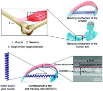 Graphical abstract: Somatosensitive film soft crawling robots driven by artificial muscle for load carrying and multi-terrain locomotion