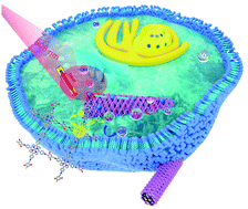 Graphical abstract: π–π conjugation promoted nanocatalysis for cancer therapy based on a covalent organic framework