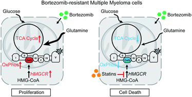 Graphical abstract: Targeting coenzyme Q10 synthesis overcomes bortezomib resistance in multiple myeloma