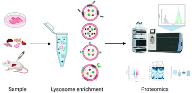 Graphical abstract: A proteomic view on lysosomes