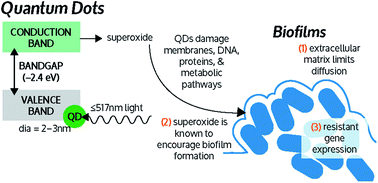 Graphical abstract: Light-activated quantum dot potentiation of antibiotics to treat drug-resistant bacterial biofilms