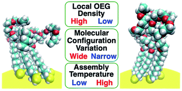 Graphical abstract: Molecular configuration-mediated thermo-responsiveness in oligo(ethylene glycol) derivatives attached on gold nanoparticles