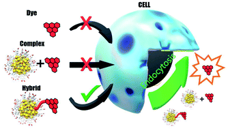 Graphical abstract: Covalent and non-covalent coupling of a Au102 nanocluster with a fluorophore: energy transfer, quenching and intracellular pH sensing