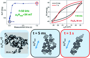 Graphical abstract: Time-dependent AC magnetometry and chain formation in magnetite: the influence of particle size, initial temperature and the shortening of the relaxation time by the applied field