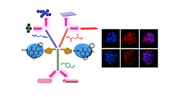 Graphical abstract: Fabrication of self-assembled nanostructures for intracellular drug delivery from diphenylalanine analogues with rigid or flexible chemical linkers