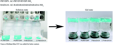 Graphical abstract: “PP-type” self-assembling peptides with superior rheological properties