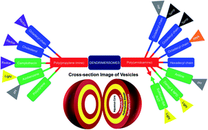 Graphical abstract: Emergence of cationic polyamine dendrimersomes: design, stimuli sensitivity and potential biomedical applications