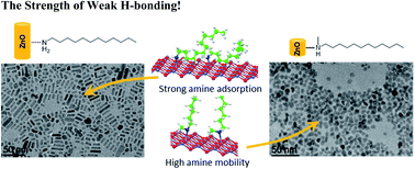 Graphical abstract: Anisotropic growth of ZnO nanoparticles driven by the structure of amine surfactants: the role of surface dynamics in nanocrystal growth