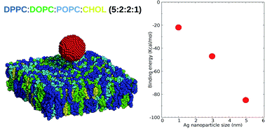 Graphical abstract: The role of size and nature in nanoparticle binding to a model lung membrane: an atomistic study