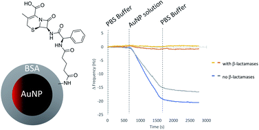 Graphical abstract: Antibiotic-functionalized gold nanoparticles for the detection of active β-lactamases