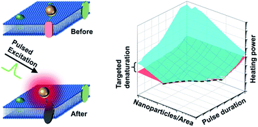 Graphical abstract: Single pulse heating of a nanoparticle array for biological applications