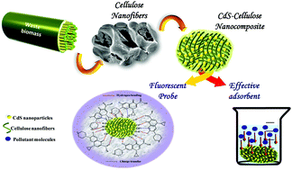 Graphical abstract: Coupling the fluorescence and adsorptive properties of biomass-based cellulose–CdS nanocomposite for the alleviation of water contaminants