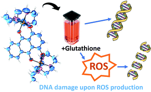 Graphical abstract: A binuclear Fe(iii)/quinizarin complex as a structural model for anthracycline drugs binding to iron