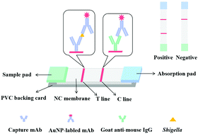 Graphical abstract: A colloidal gold immunochromatographic strip assay for the rapid detection of Shigella in milk and meat products