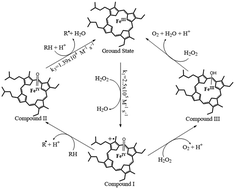 Graphical abstract: Identification of Fe(iii)–OH species as a catalytic intermediate in plant peroxidases at high H2O2 concentration