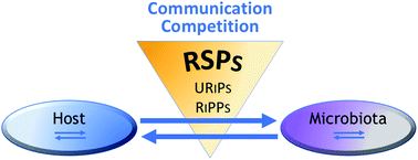 Graphical abstract: Ribosomally synthesized peptides, foreground players in microbial interactions: recent developments and unanswered questions